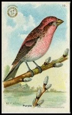 19 Purple Finch